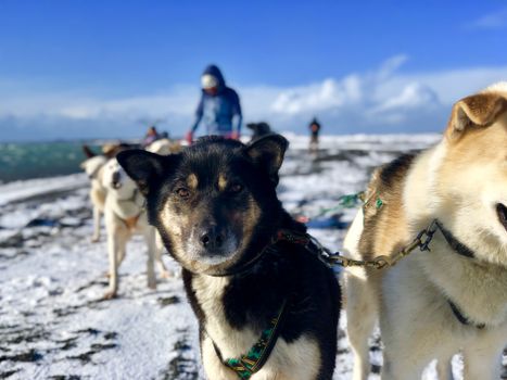 Dog Sledding Near Reykjavik — photo 8