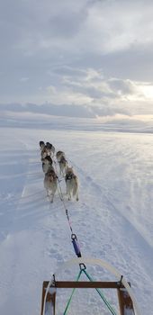 Siberian Husky Dog Sledding — photo 12