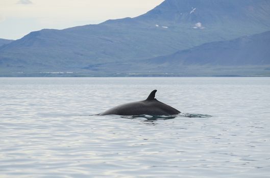ATV & Whale Watching — photo 4