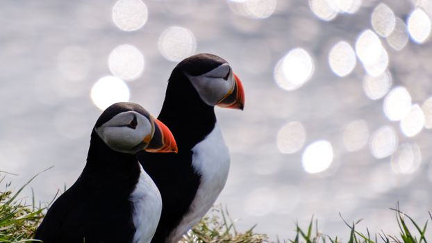 Seyðisfjörður: Puffins, Reindeer & Eastfjords Tour