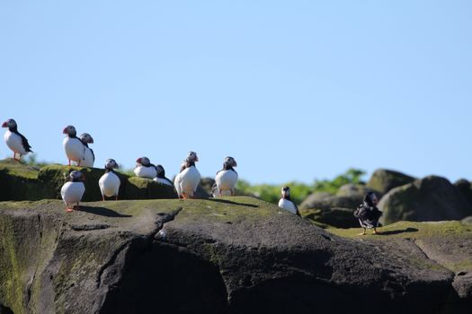 Premium Puffin Tour — photo 7