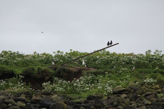 Premium Puffin Tour — photo 12