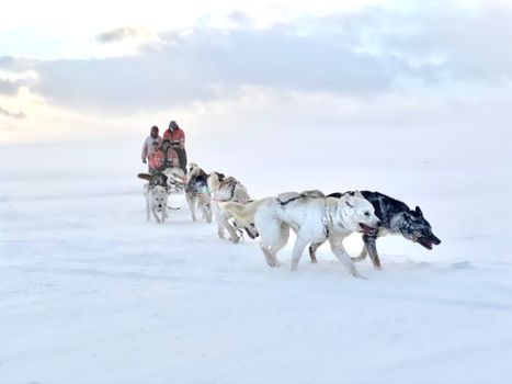 Dog Sledding Near Reykjavik — photo 9