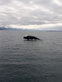 Whale Watching Tour w/ Transfer from Akureyri — photo 4