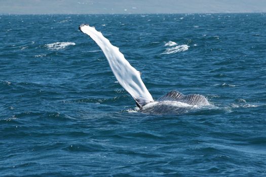 Whale Watching in Ísafjarðardjúp — photo 6