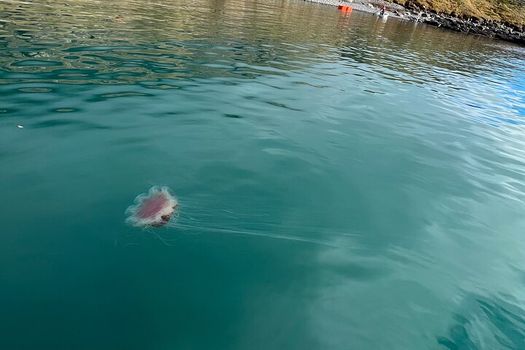 Viking Wildlife RIB Adventure — photo 21
