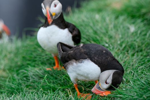 Ingólfshöfði Puffin Tour — photo 15