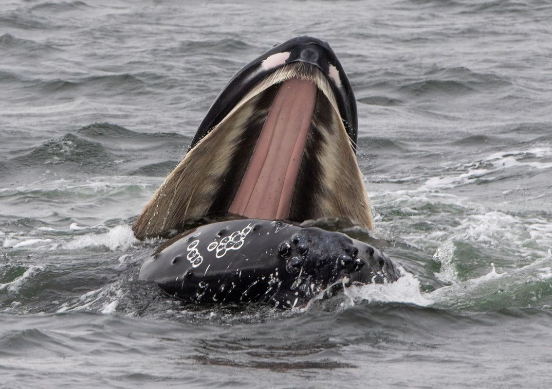 Whale Watching Hólmavík - Westfjords, photo 7 of 9
