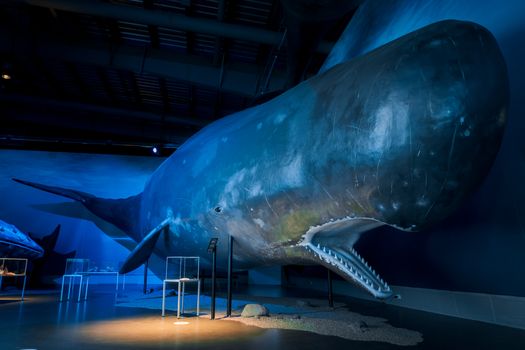 Whales of Iceland Museum Admission — photo 5