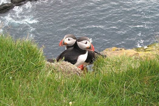 Whale Watching & Dolphin Yacht Cruise — photo 14