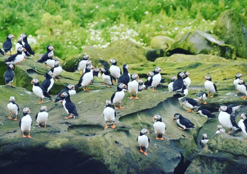 Puffin Express by RIB Speedboat — photo 2