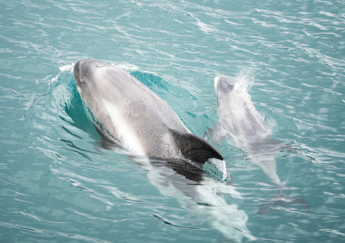 Húsavík: Small-Family Run, Responsible Whale Watching — photo 28