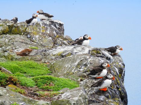 Puffin Watching Yacht Cruise from Downtown Reykjavík – Small Group Experience — photo 11