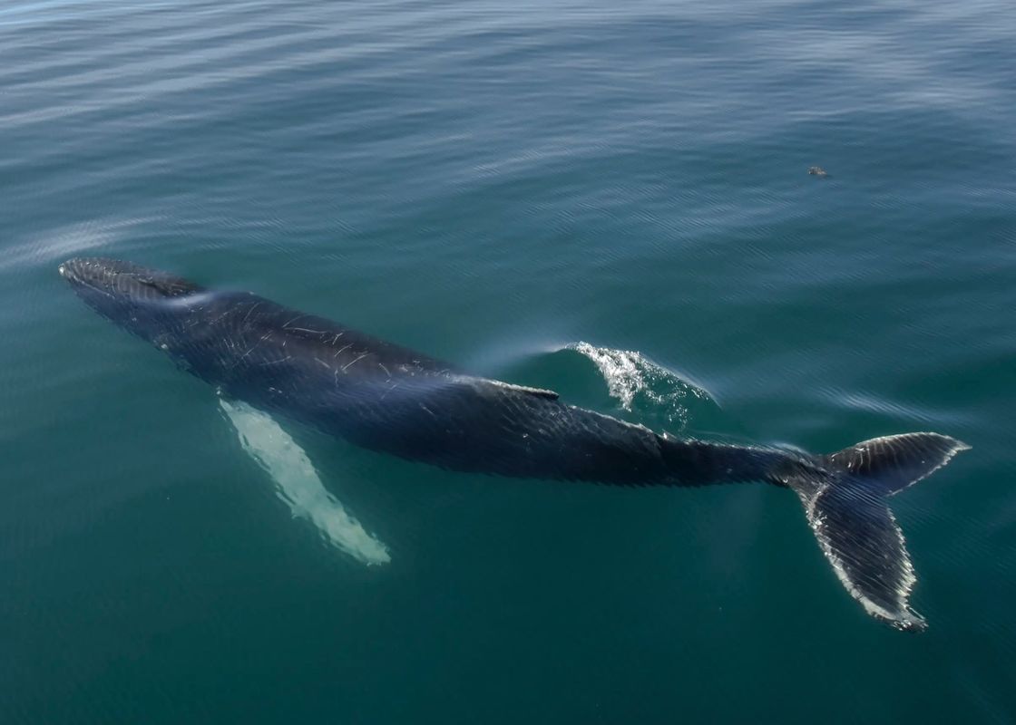 Akureyri Express Whales & Eyjafjord, photo 22 of 22