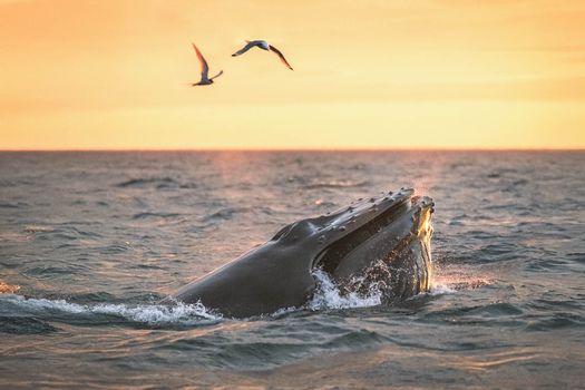 Midnight Sun Whale Watching from Húsavík — photo 5