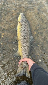 Private Fly Fishing Day Tour for Big Brown Trout - West Rangá Trout Beat — photo 13