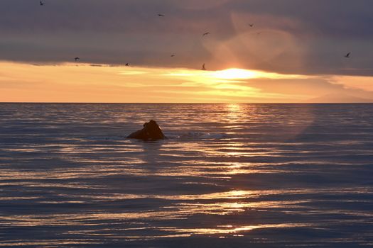 Reykjavík Premium Whales in the Midnight Sun — photo 5