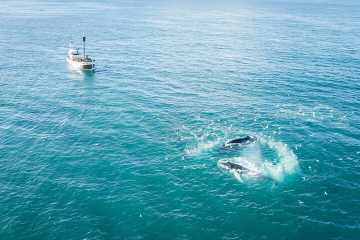 Húsavík Original Whale Watching, photo 8 of 9