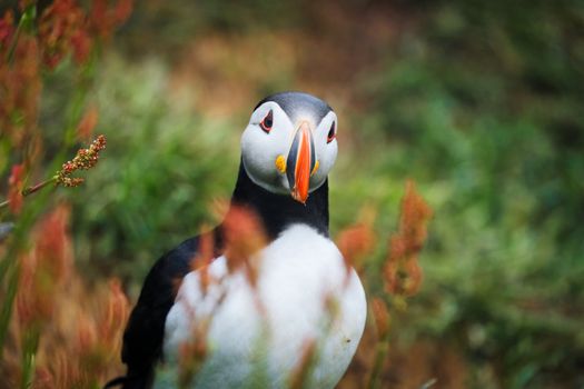 Seyðisfjörður: Puffins, Reindeer & Eastfjords Tour — photo 21