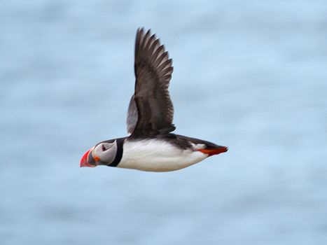 Puffin Watching Yacht Cruise from Downtown Reykjavík – Small Group Experience — photo 13