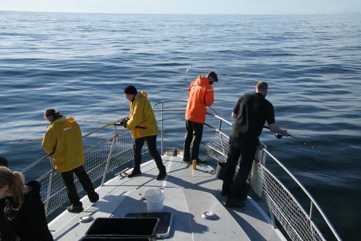 Reykjavík Sea Angling Gourmet — photo 3