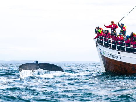Húsavík Original Whale Watching — photo 7