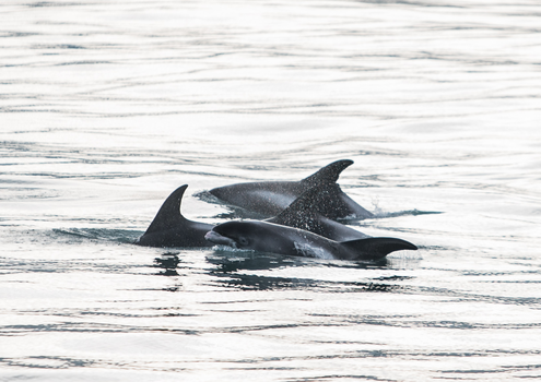 Húsavík: Small-Family Run, Responsible Whale Watching — photo 23