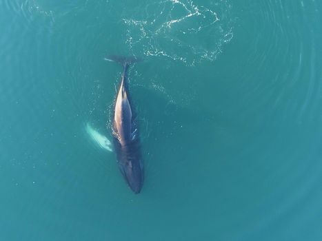 Whale Watching Cruise from Reykjavík — photo 11
