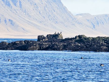 Exploring Djúpivogur - Nature and wildlife — photo 15