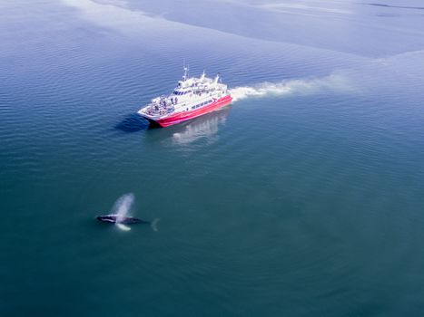 Akureyri Classic Whale Watching — photo 6