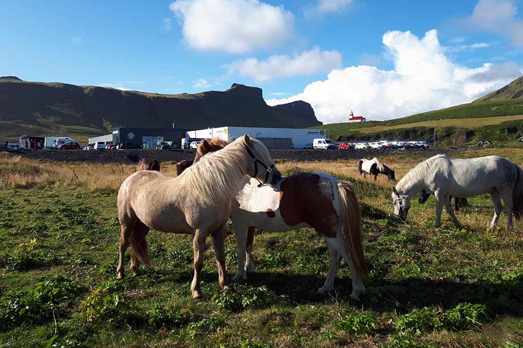 South Coast Waterfalls & Black Beach Horse Riding, photo 2 of 5