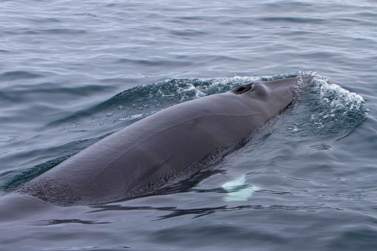 Whale Watching Hólmavík - Westfjords, photo 6 of 9