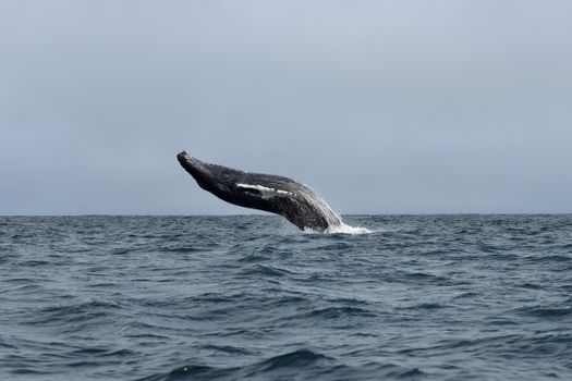 Express Whale Watching From Dalvík — photo 15