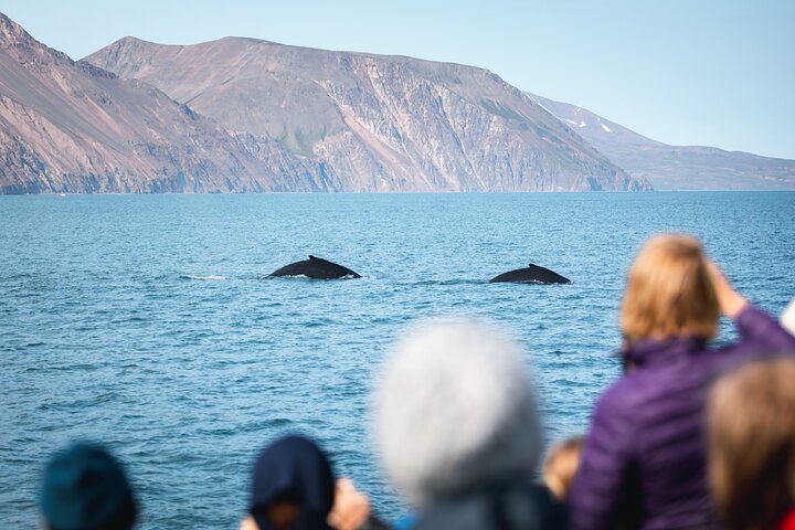 Húsavík Original Whale Watching, photo 9 of 9