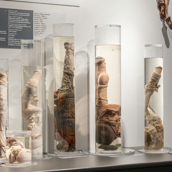 Phallological Museum: Entry Ticket — photo 8