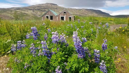 Exclusive Golden Circle Tour with Icelandic Farm Experience — photo 5