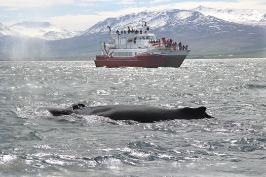 Akureyri Classic Whale Watching — photo 9
