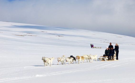 Dog Sledding Near Reykjavik — photo 22