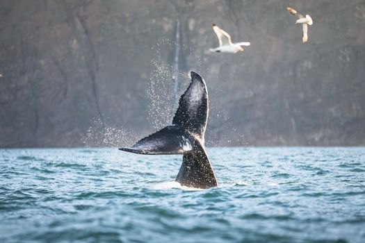 Whales and Puffins — photo 6