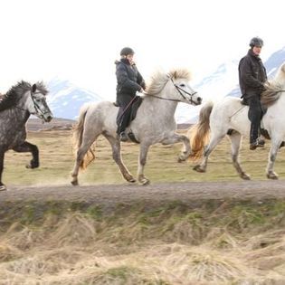 Horse Riding Tour and Explore Scenery in Gásir Akureyri — photo 3