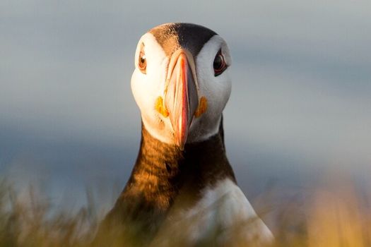 Big Whales & Puffins RIB boat tour — photo 11