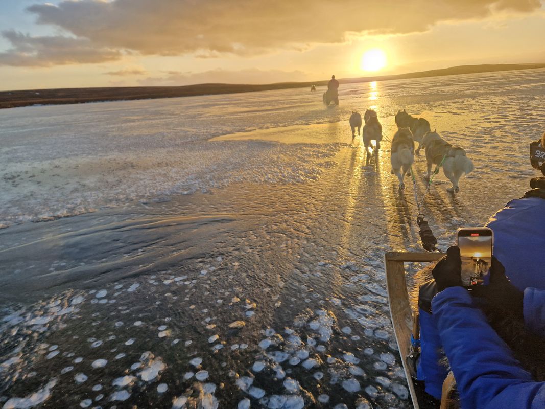 Siberian Husky Dog Sledding, photo 24 of 24