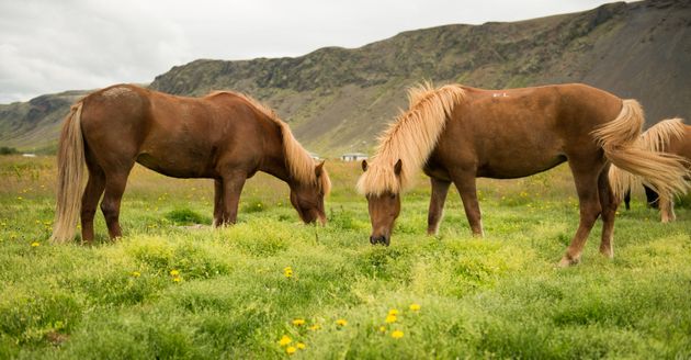 Horse Riding Tour in Reykjadalur (Hot Spring Valley) — photo 4