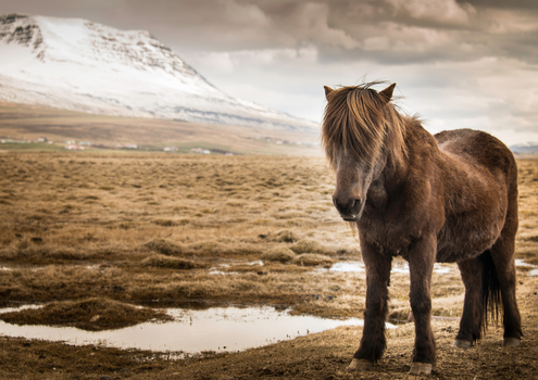 Get Off the Beaten Path - Borgarfjörður Private Tour