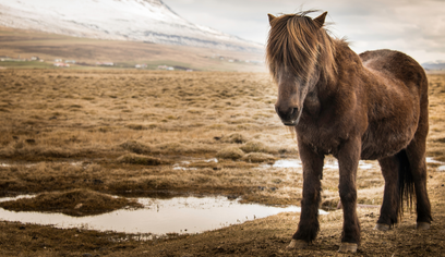 Get Off the Beaten Path - Borgarfjörður Private Tour