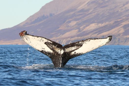 Express Whale Watching From Dalvík — photo 12