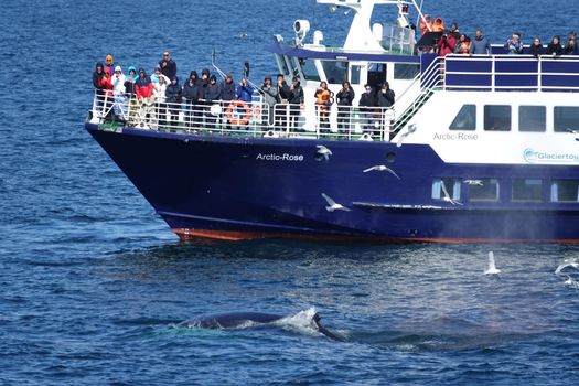 Whale watching - Downtown Reykjavík — photo 13
