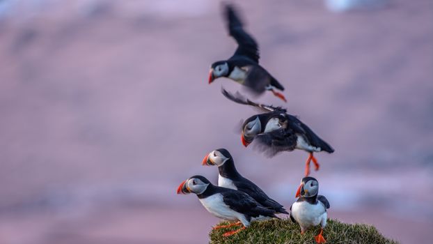 Ingólfshöfði Puffin Photo Tour — photo 3
