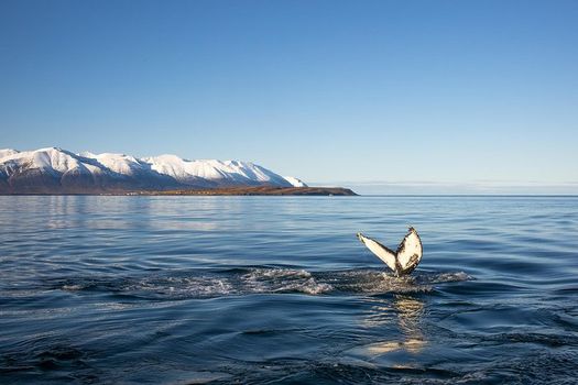 Whale Watching and Sea Angling Tour — photo 3