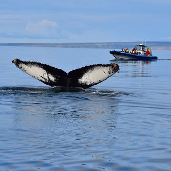 Big Whale Safari & Puffins — photo 3